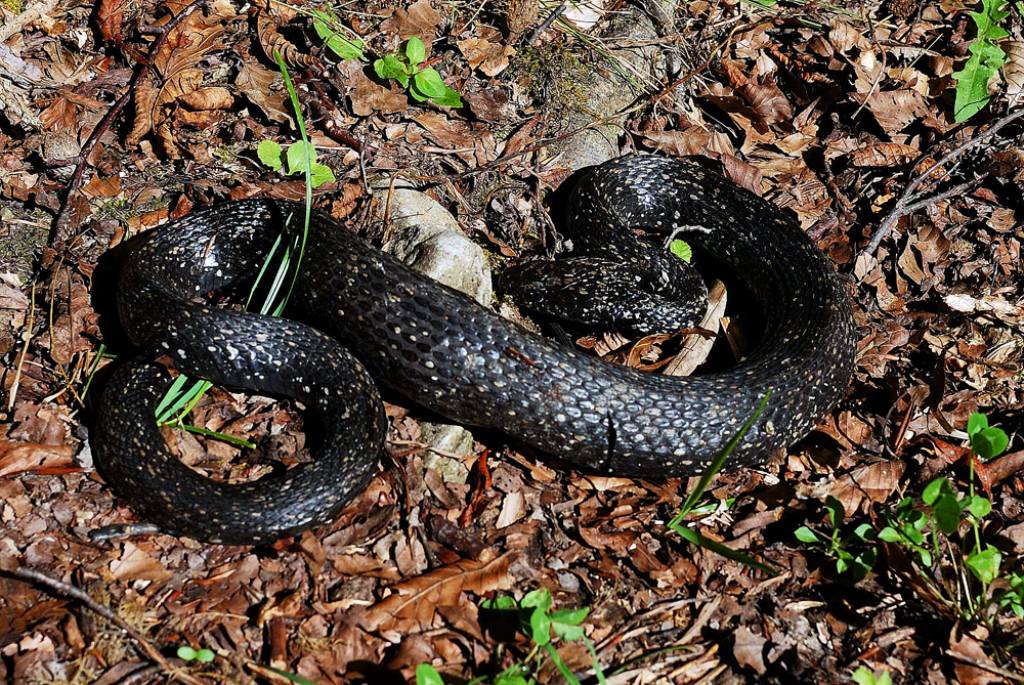 Natrix natrix melanotica